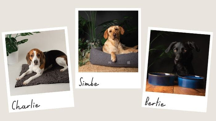 It's Take Your Dog to Work Day!