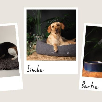 It's Take Your Dog to Work Day!