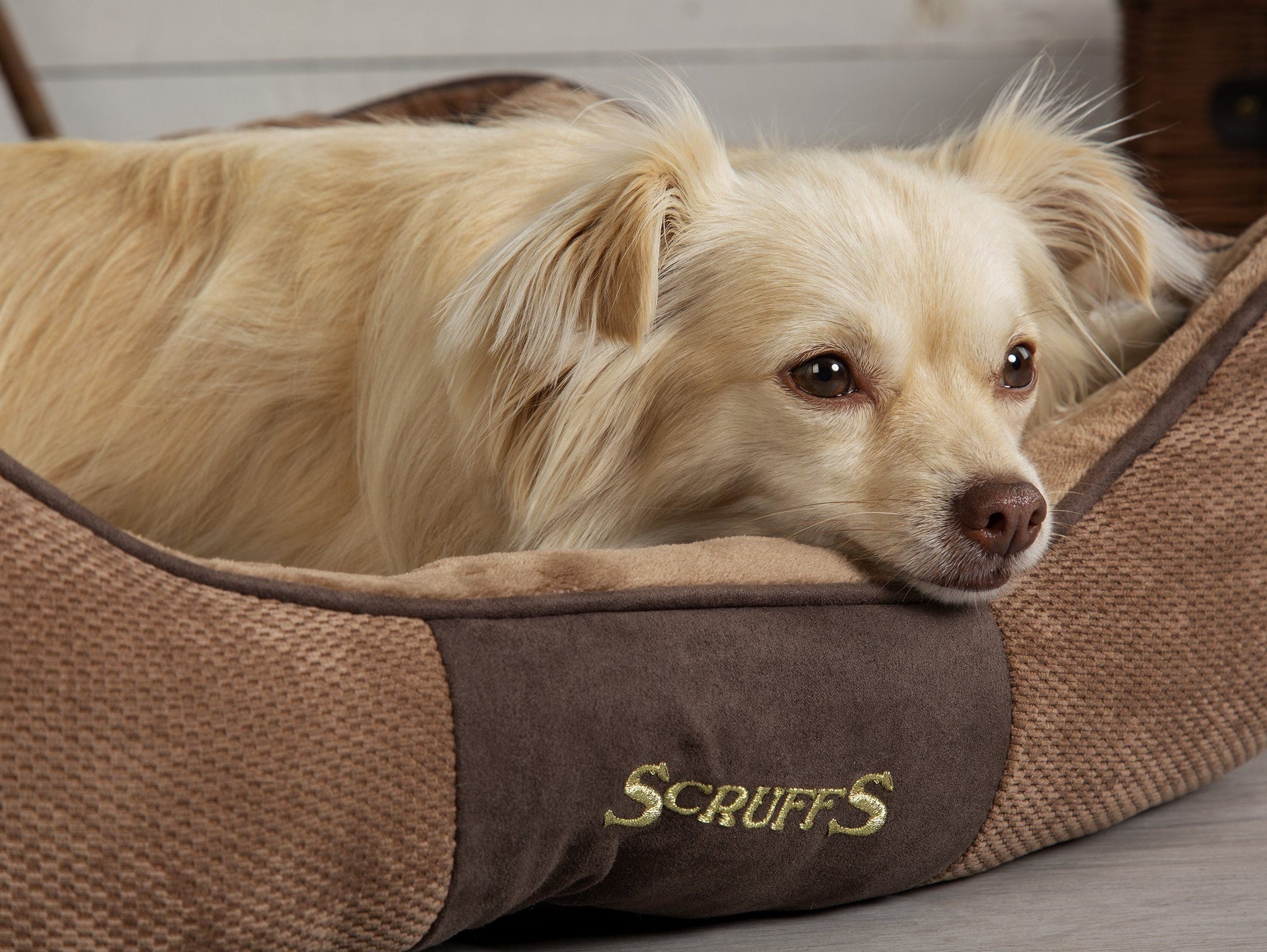 Does your dog's bed match your home decor?