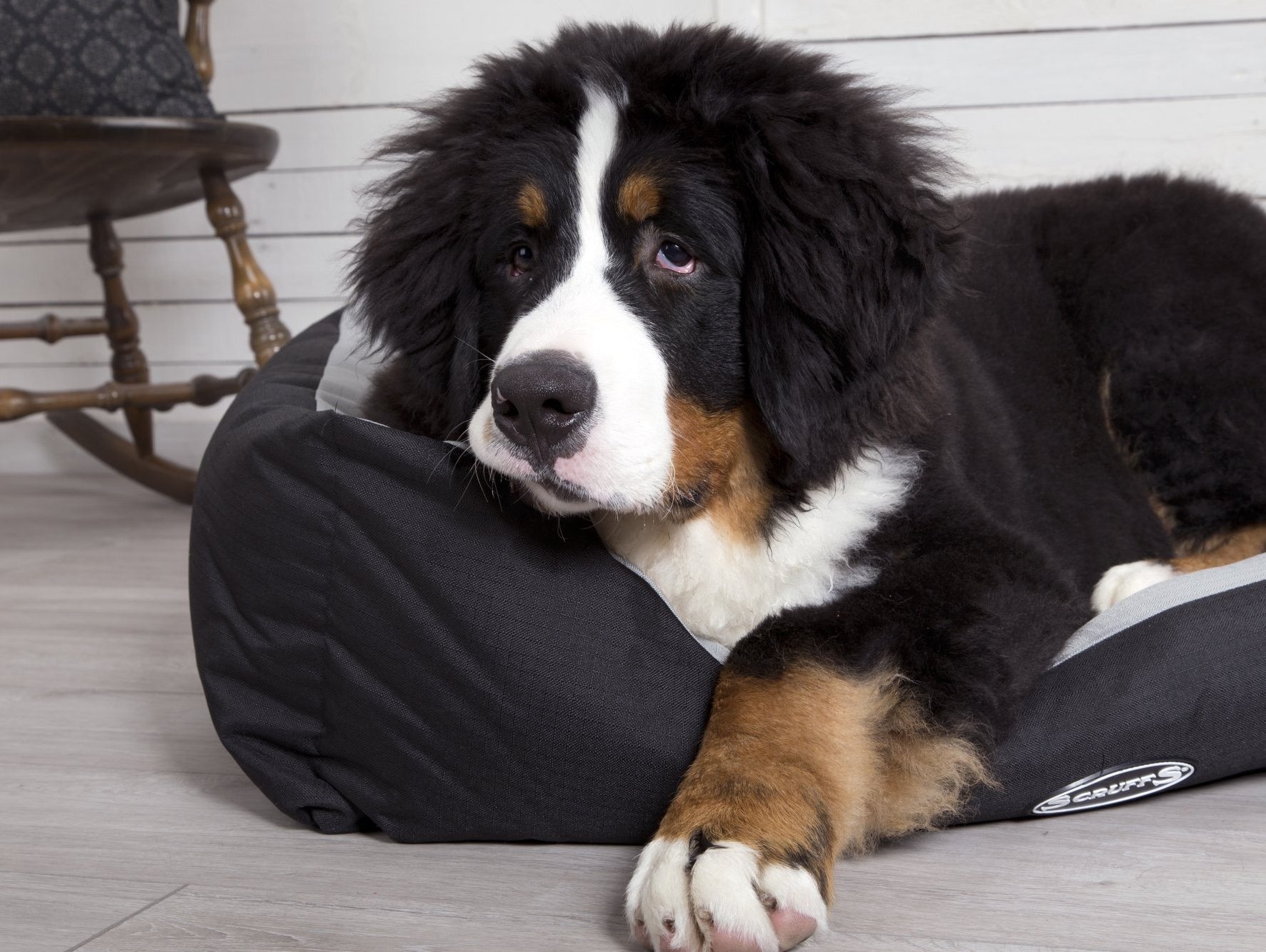 Win with Scruffs® this March