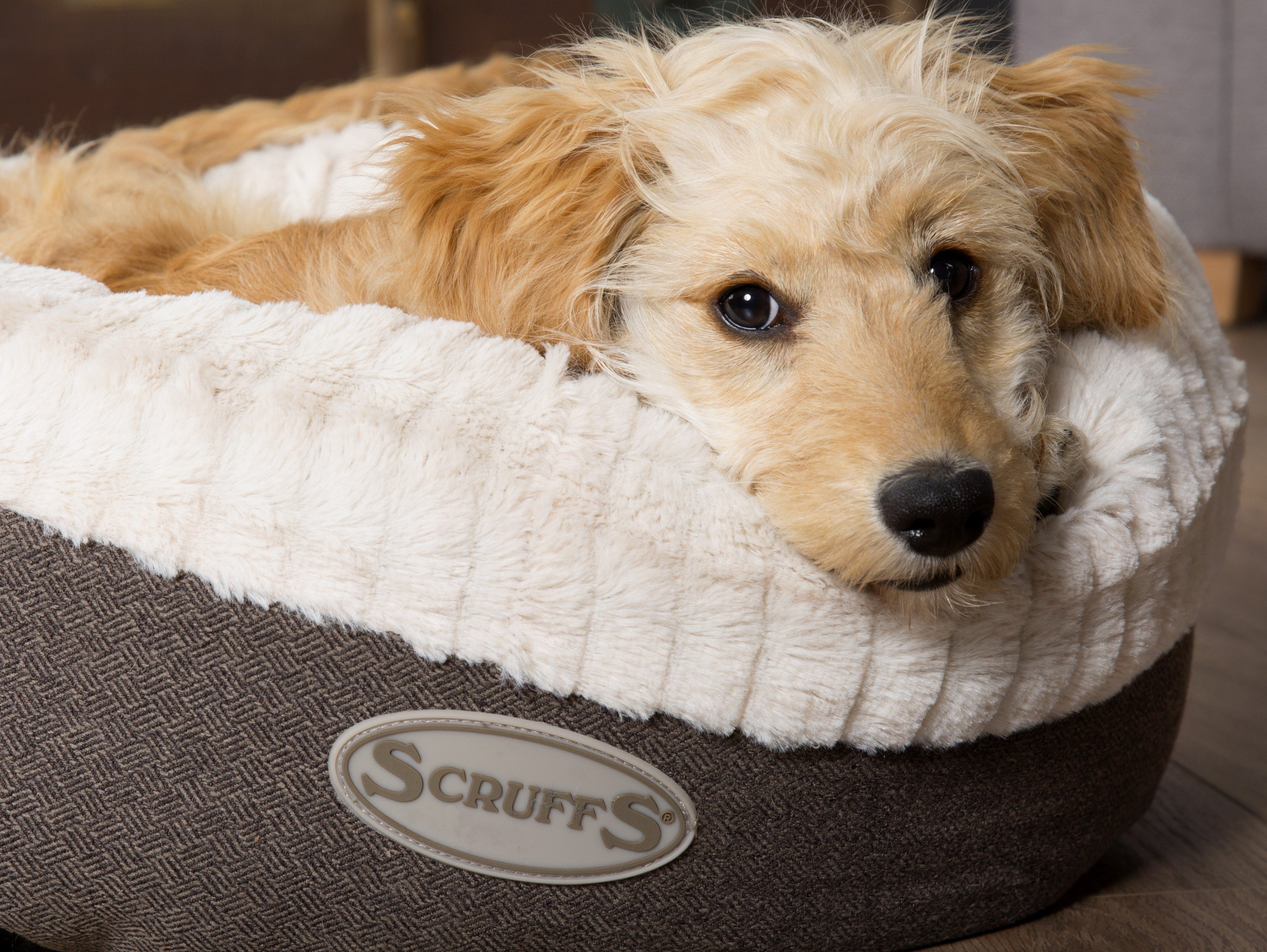 Our Top #ScruffsSnaps Picks!