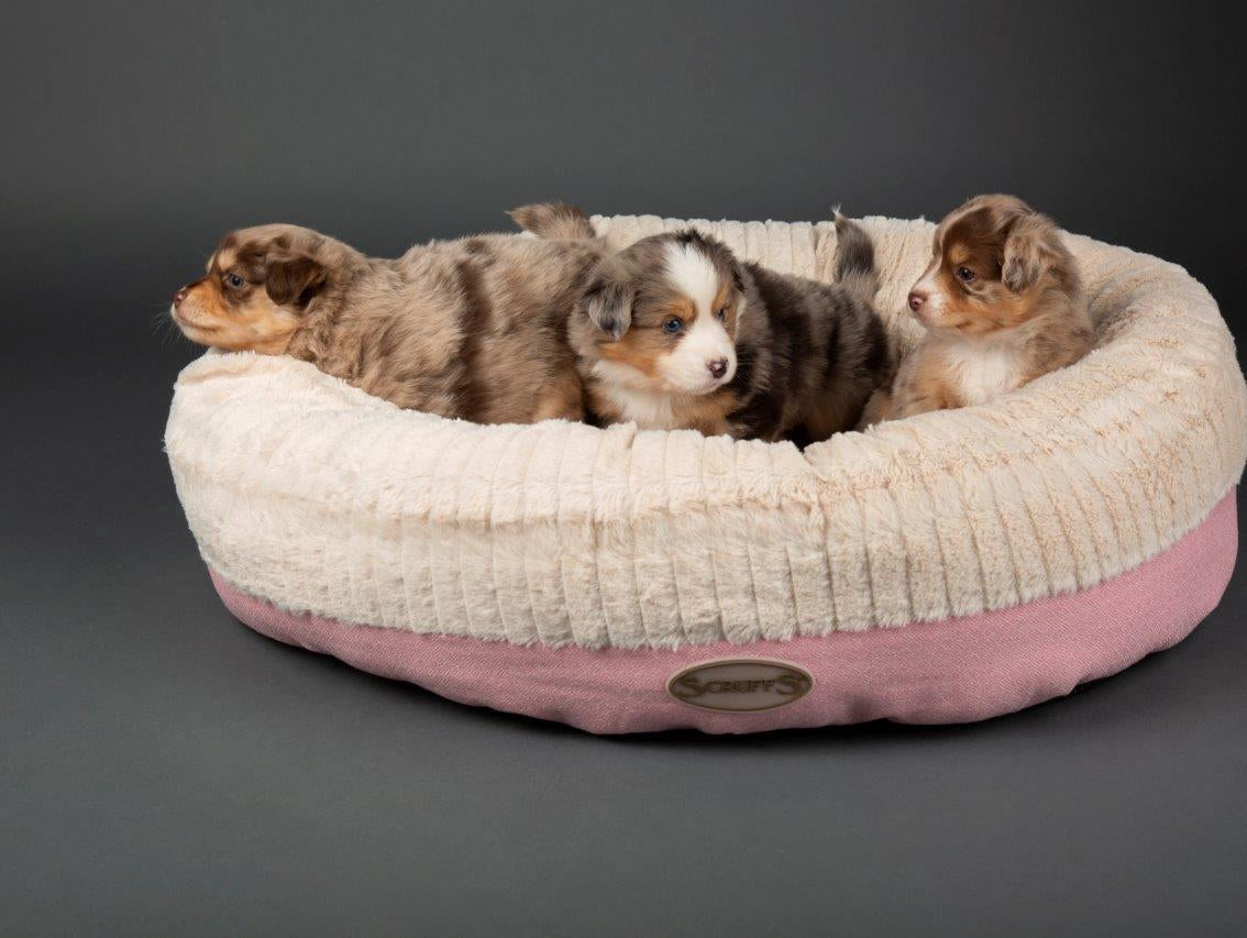 Enter our competition to win a Scruffs® Ellen Donut Bed with The Good Vet & Pet Guide