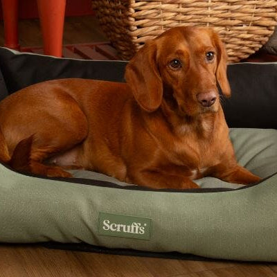 Staycation with Your Dog: Everything You Need for a Tail-Wagging Adventure