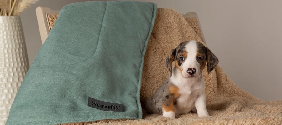 Creating Pawfection: A Guide to creating the cosiest pet bed set up