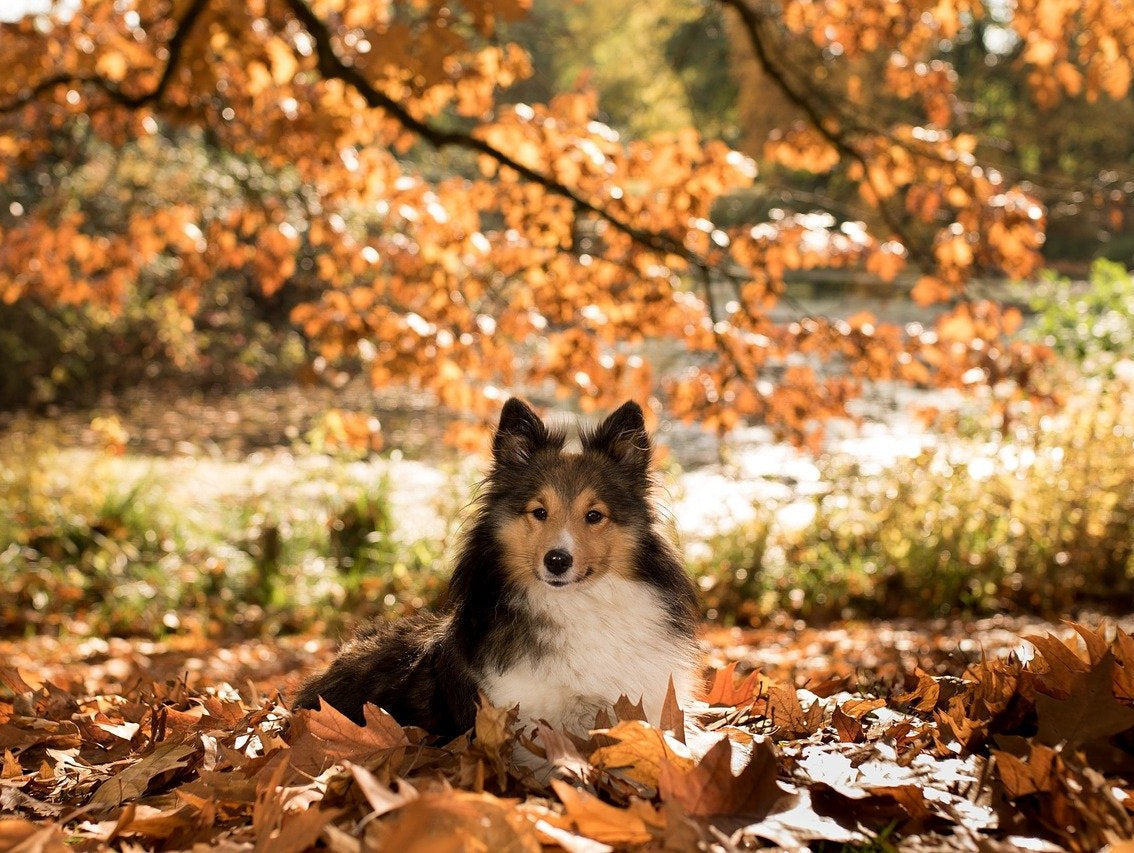The 5 Best Tips for Pet Owners this Autumn