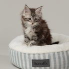 Coastal Cat Bed with green stripes featuring Maine Coon kitten and Scruffs logo