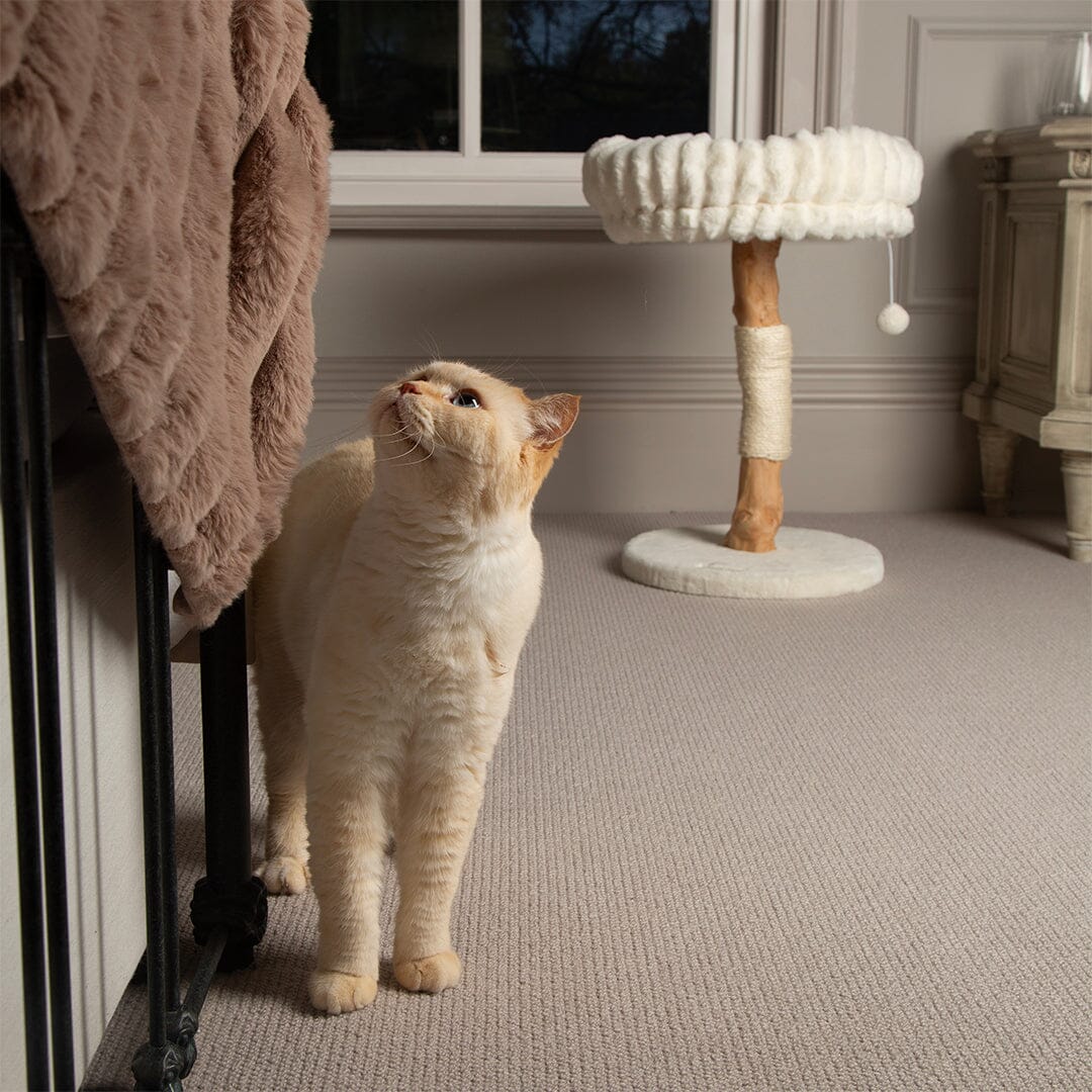 Appalachians Cat Scratching Tree - Cream Cat Tree petslovescruffs