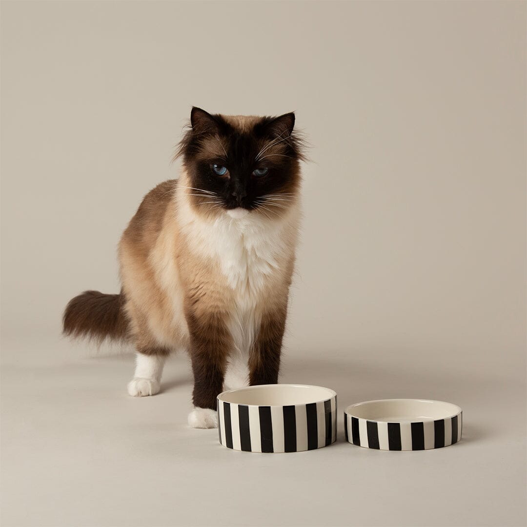 Amalfi Striped 2 Piece Cat Food Bowl & Saucer Set - Black Pet Bowls, Feeders & Waterers Scruffs®