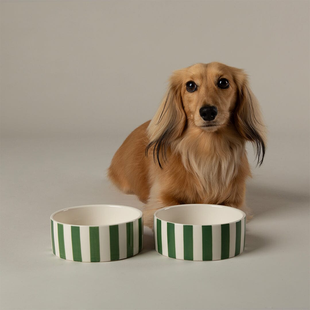 Amalfi Striped 2 Piece Dog Bowl Food & Water Bowl Set - Green Pet Bowls, Feeders & Waterers Scruffs®