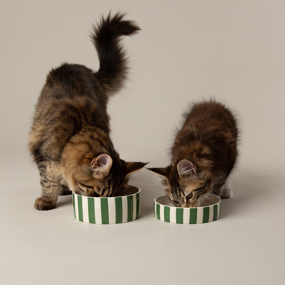 Amalfi Striped 2 Piece Cat Food Bowl & Saucer Set - Green Pet Bowls, Feeders & Waterers Scruffs®