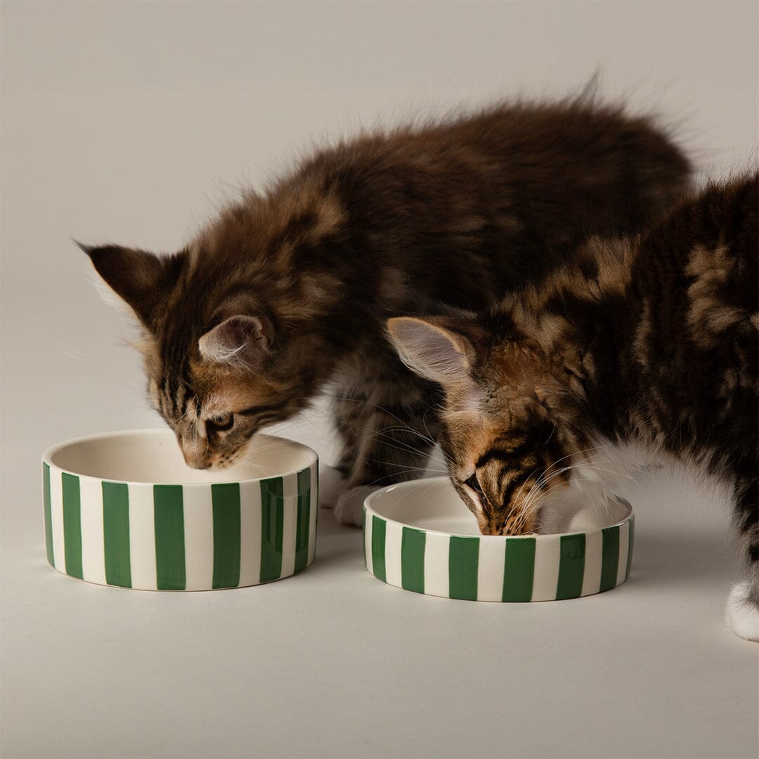 Amalfi Striped 2 Piece Cat Food Bowl & Saucer Set - Green Pet Bowls, Feeders & Waterers Scruffs®