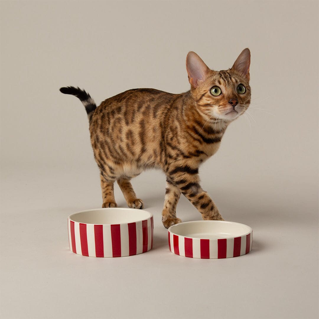 Amalfi Striped 2 Piece Cat Food Bowl & Saucer Set - Red Pet Bowls, Feeders & Waterers Scruffs®