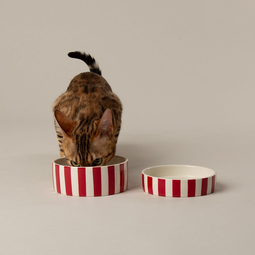 Amalfi Striped 2 Piece Cat Food Bowl & Saucer Set - Red Pet Bowls, Feeders & Waterers Scruffs®
