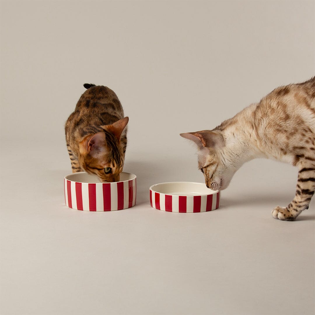 Amalfi Striped 2 Piece Cat Food Bowl & Saucer Set - Red Pet Bowls, Feeders & Waterers Scruffs®
