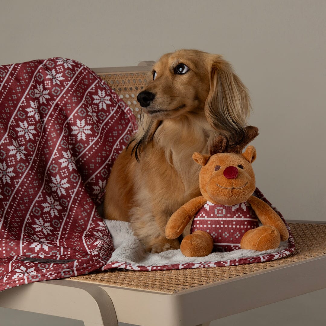 Santa Paws Blanket & Reindeer Gift Set - Red Dog Beds Scruffs®