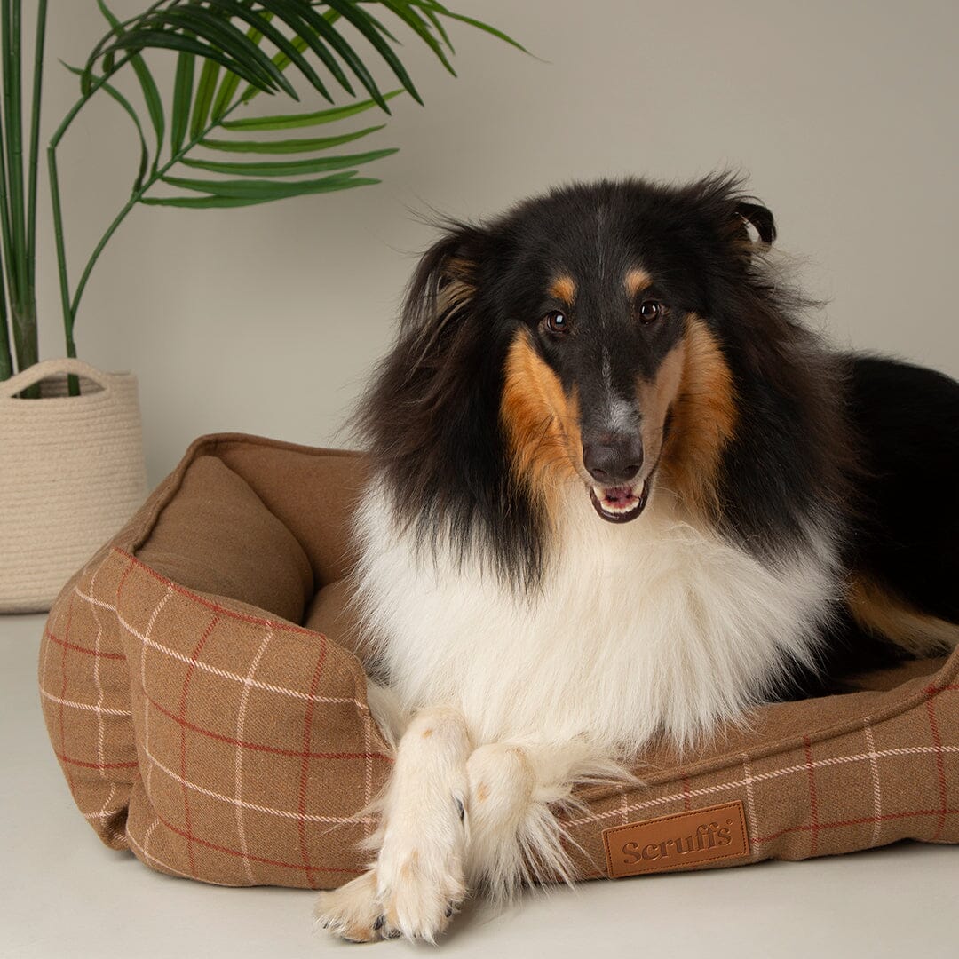 Shetland Box Bed - Brown Dog Beds Scruffs®