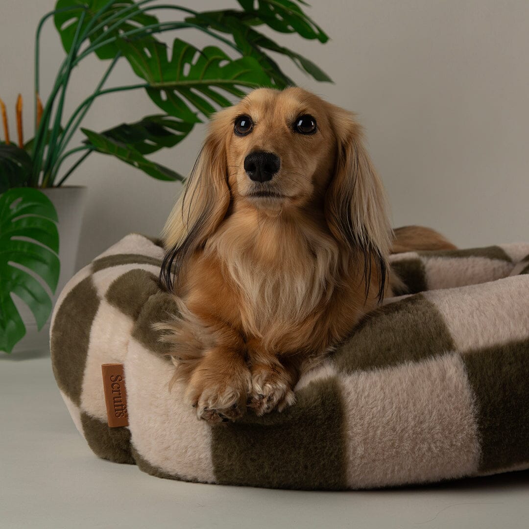 Checkerboard Box Bed - Olive/Cream Dog Beds Scruffs®