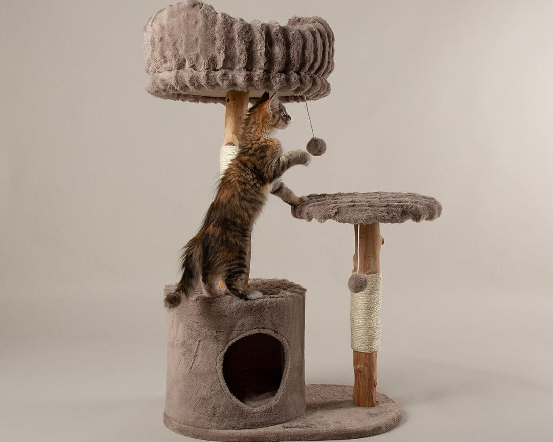 Colorado Cat Scratching Tree in taupe with kitten playing with pom pom