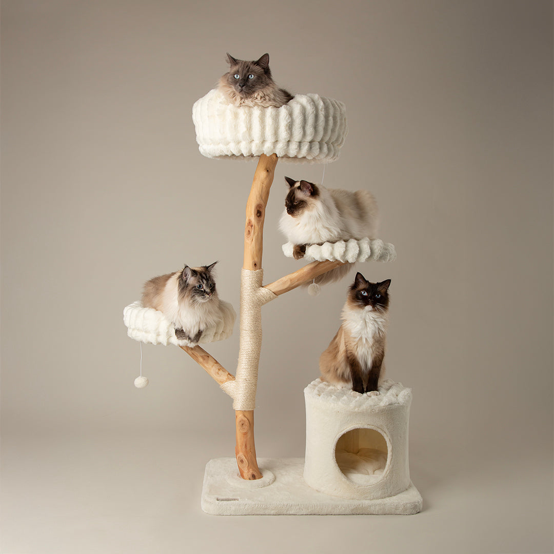 Cat tree with multiple levels and a beige background, with ragdoll cats on