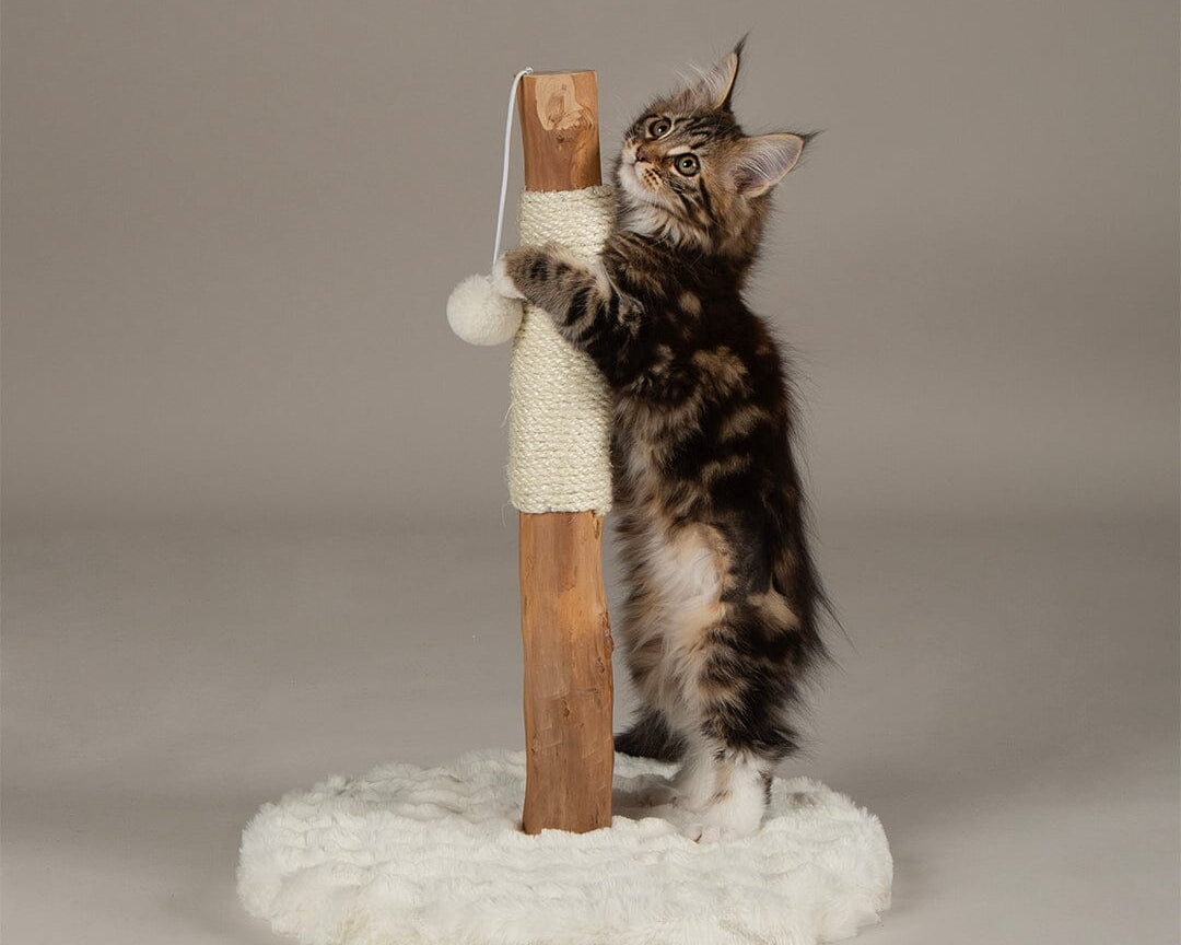 Andes 'My First' Kitten Scratching Tree in Cream