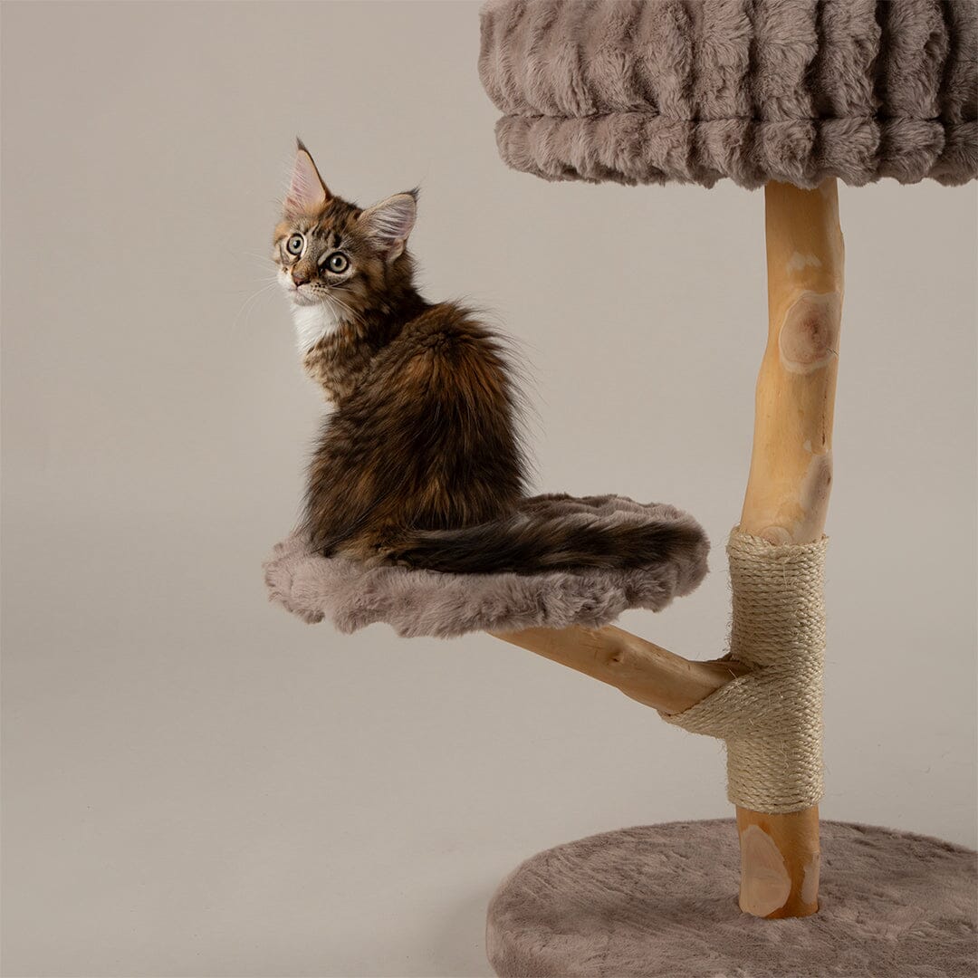 Atlas Cat Scratching Tree - Taupe Cat Tree Scruffs®