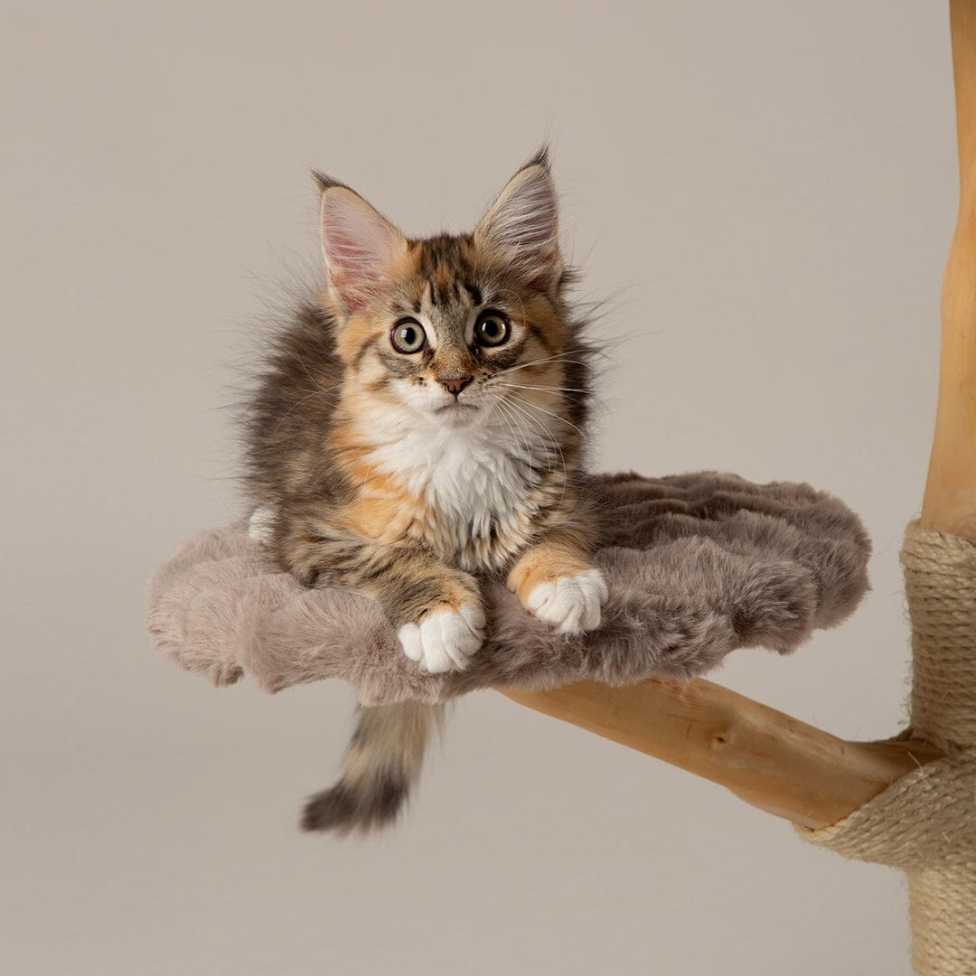 Atlas Cat Scratching Tree - Taupe Cat Tree Scruffs®