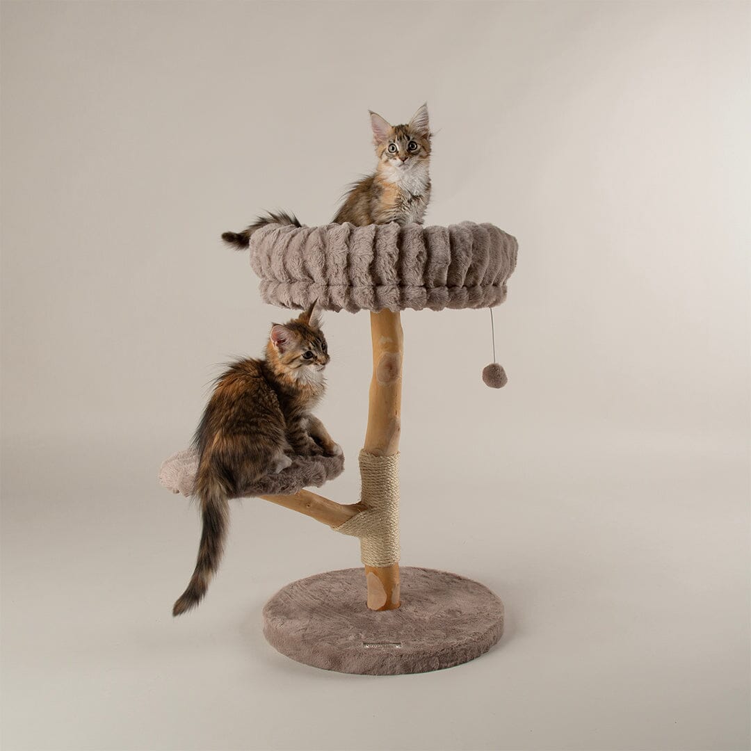 Atlas Cat Scratching Tree - Taupe Cat Tree Scruffs®