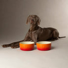 Ombre 2 Piece Dog Food & Water Bowl Set in Orange with Dog laying next to dog bowls