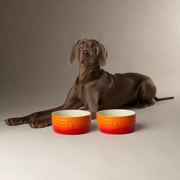 Ombre 2 Piece Dog Food & Water Bowl Set in Orange with Dog laying next to dog bowls