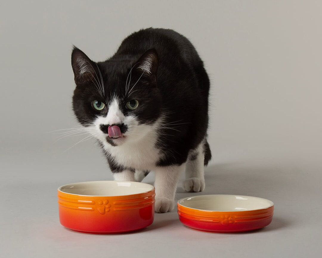 Ombre 2 Piece Cat Food Bowl & Saucer Set - Orange with cat eating from cat bowl