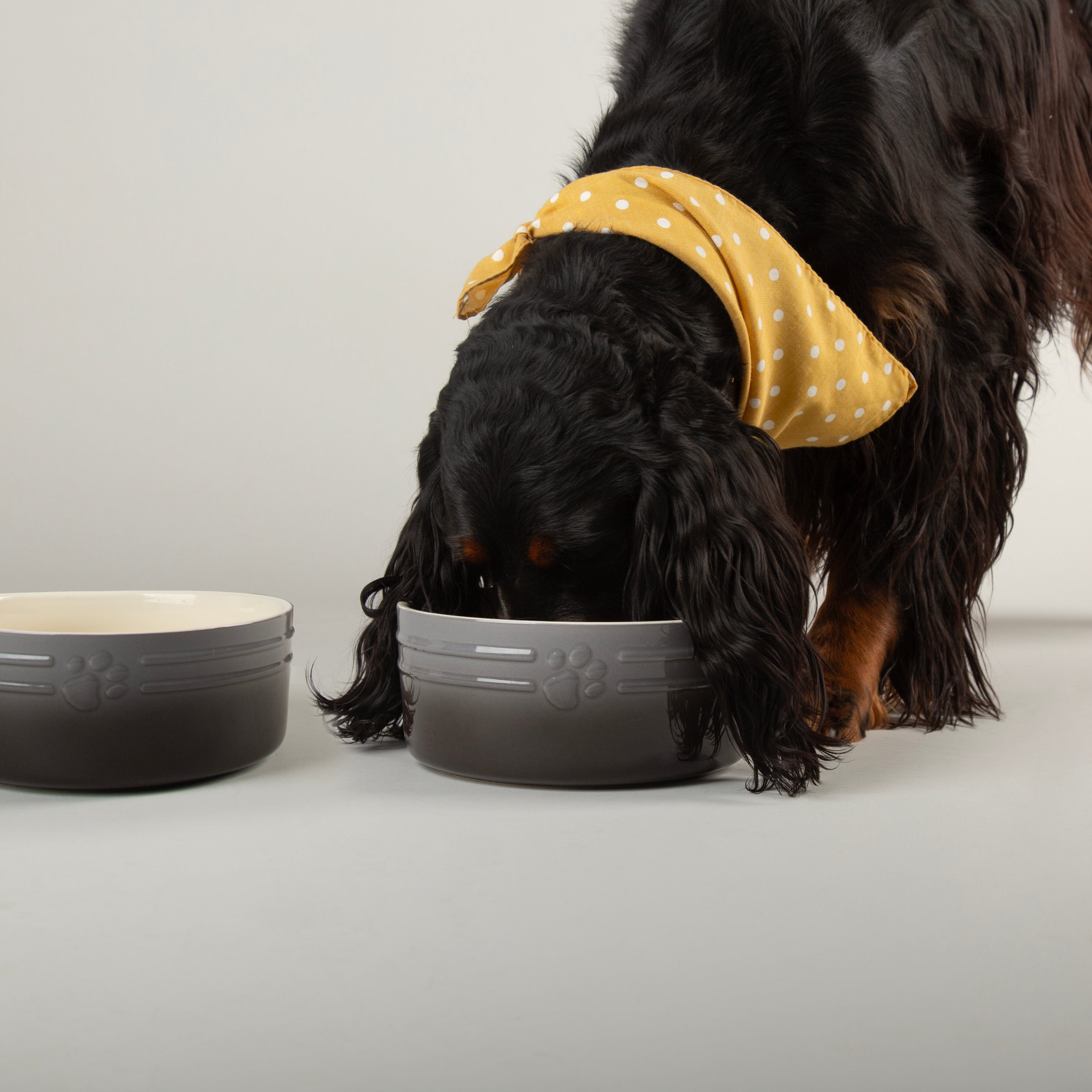 Ombre 2 Piece Dog Food & Water Bowl Set in Grey with dog eating from dog bowl