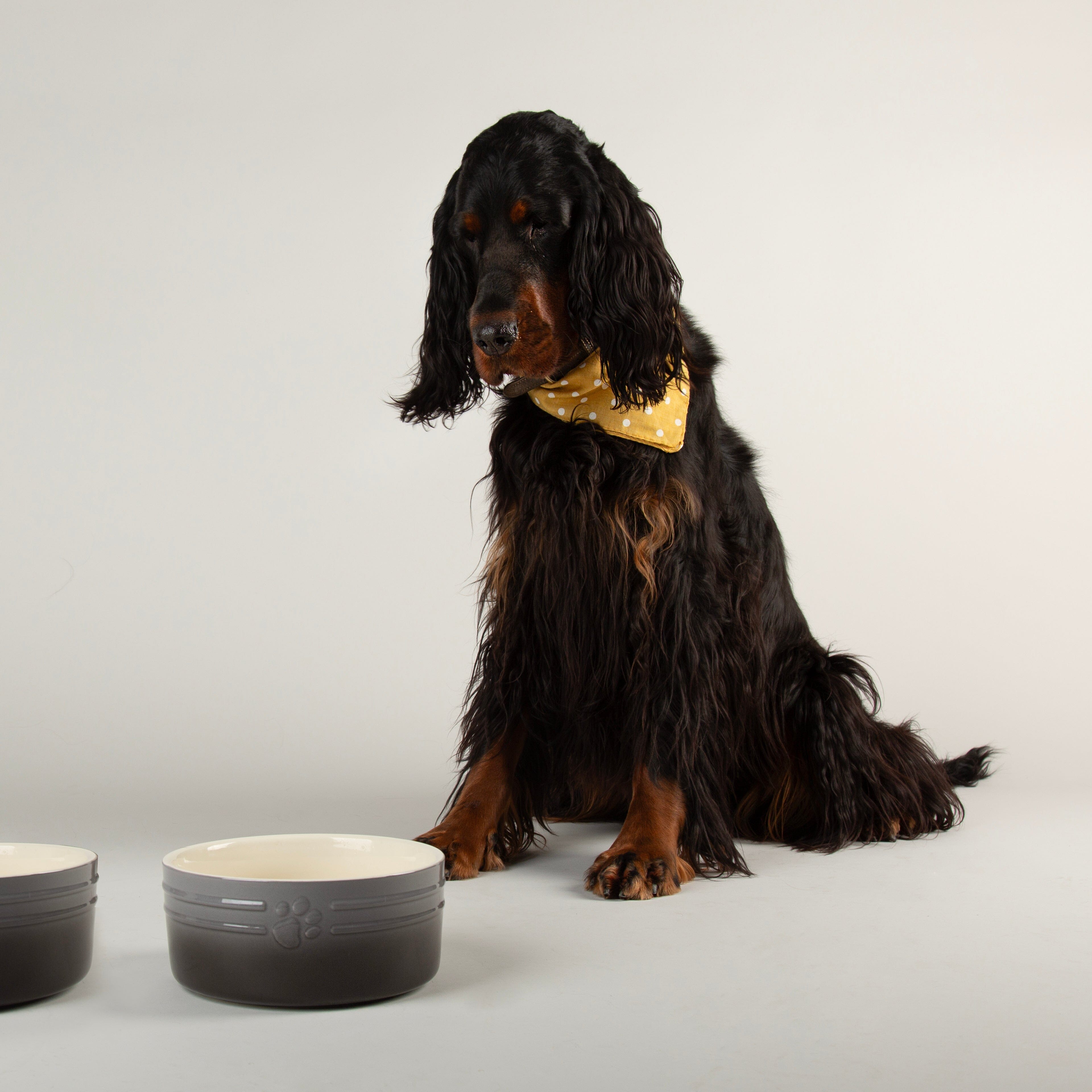 Ombre 2 Piece Dog Food & Water Bowl Set in Grey with Dog sat next to dog bowls