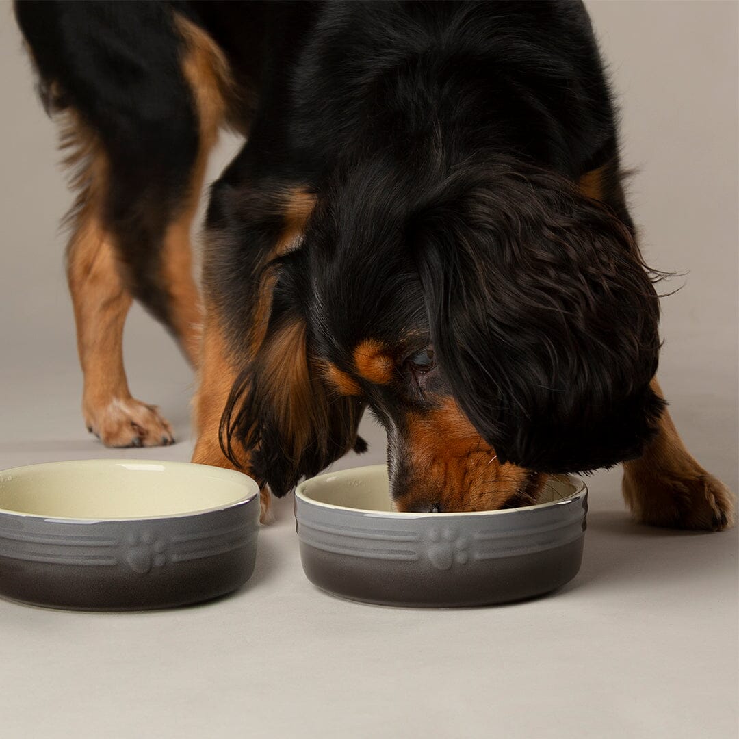 Ombre 2 Piece Dog Food & Water Bowl Set in Grey with dog eating from dog bowl