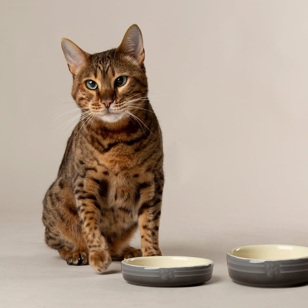 Ombre 2 Piece Cat Food Bowl & Saucer Set - Grey Pet Bowls, Feeders & Waterers Scruffs®