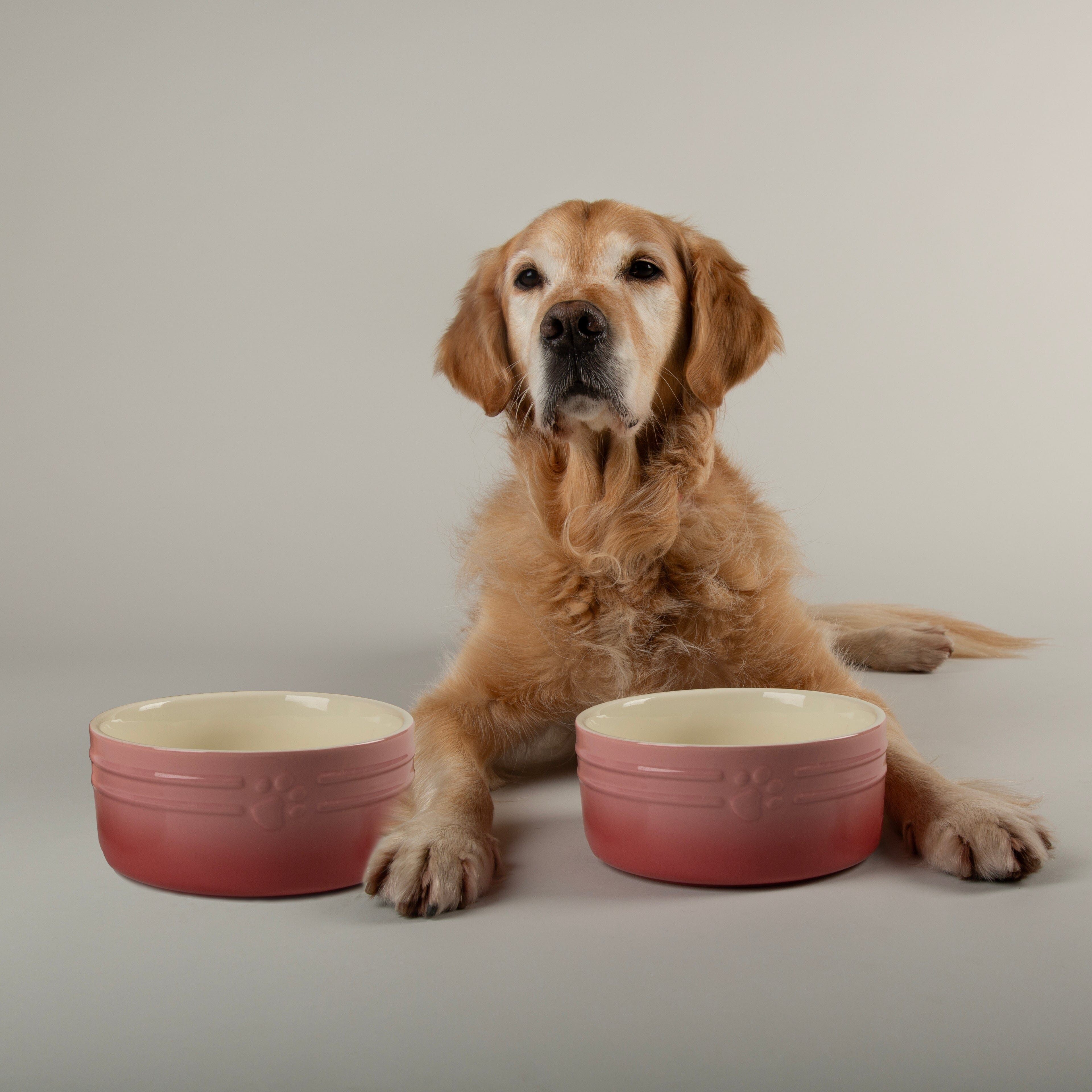 Ombre 2 Piece Dog Food & Water Bowl Set in Pink with golden retriever laying next to dog bowls