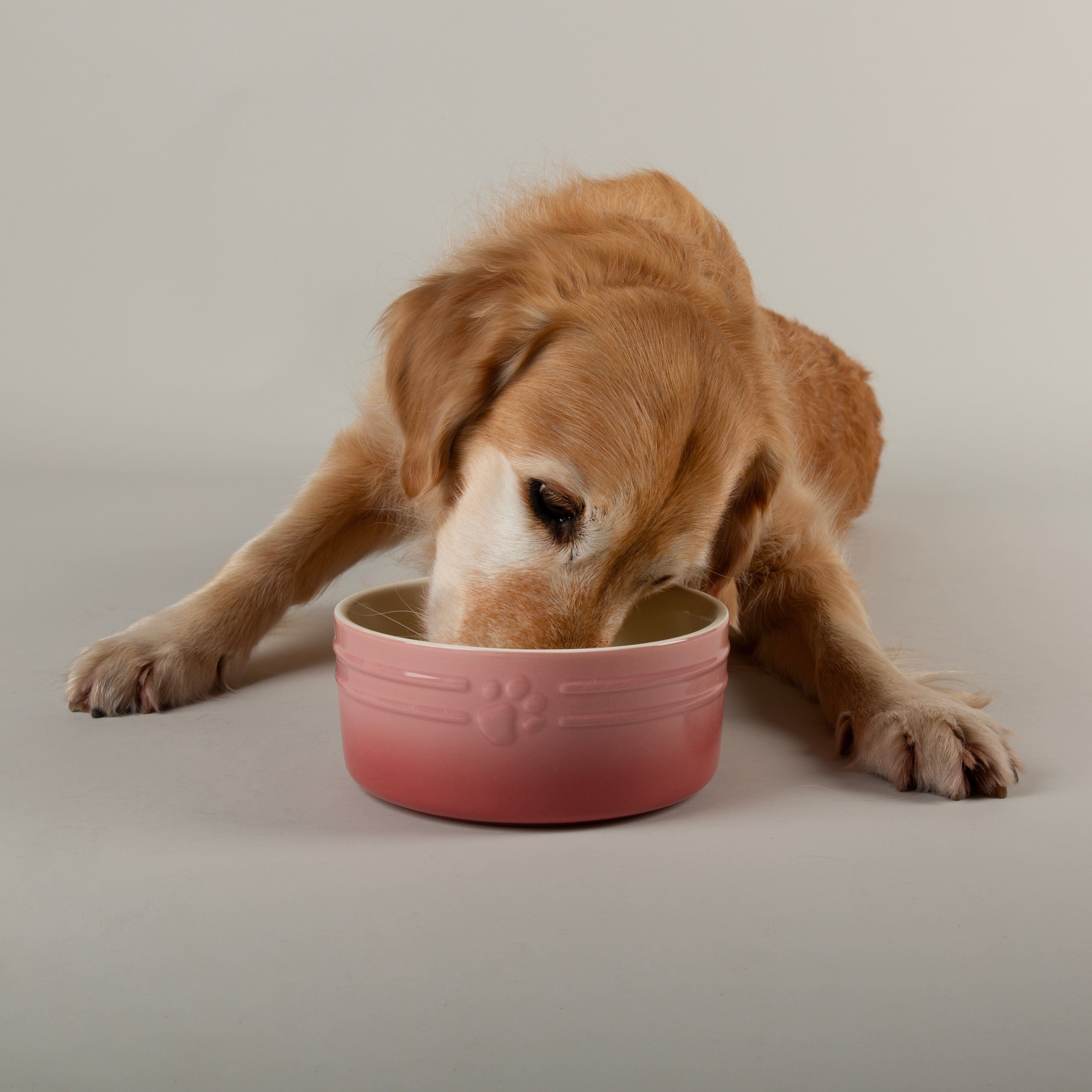 Golden retriever eating from Scruffs Ombre Dog Bowl in pink
