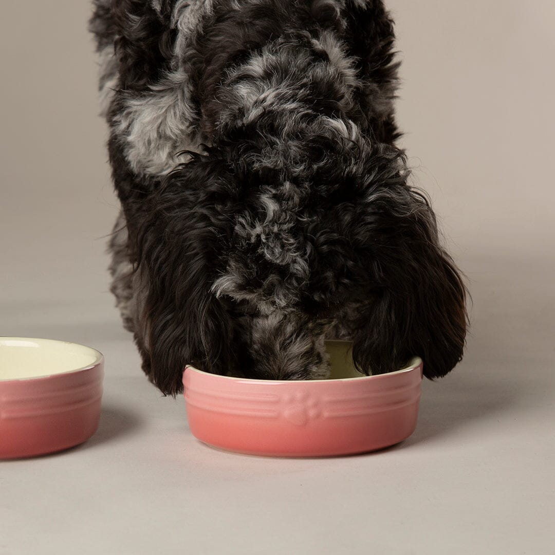 Ombre 2 Piece Dog Food & Water Bowl Set in Pink with cockapoo eating from dog bowl