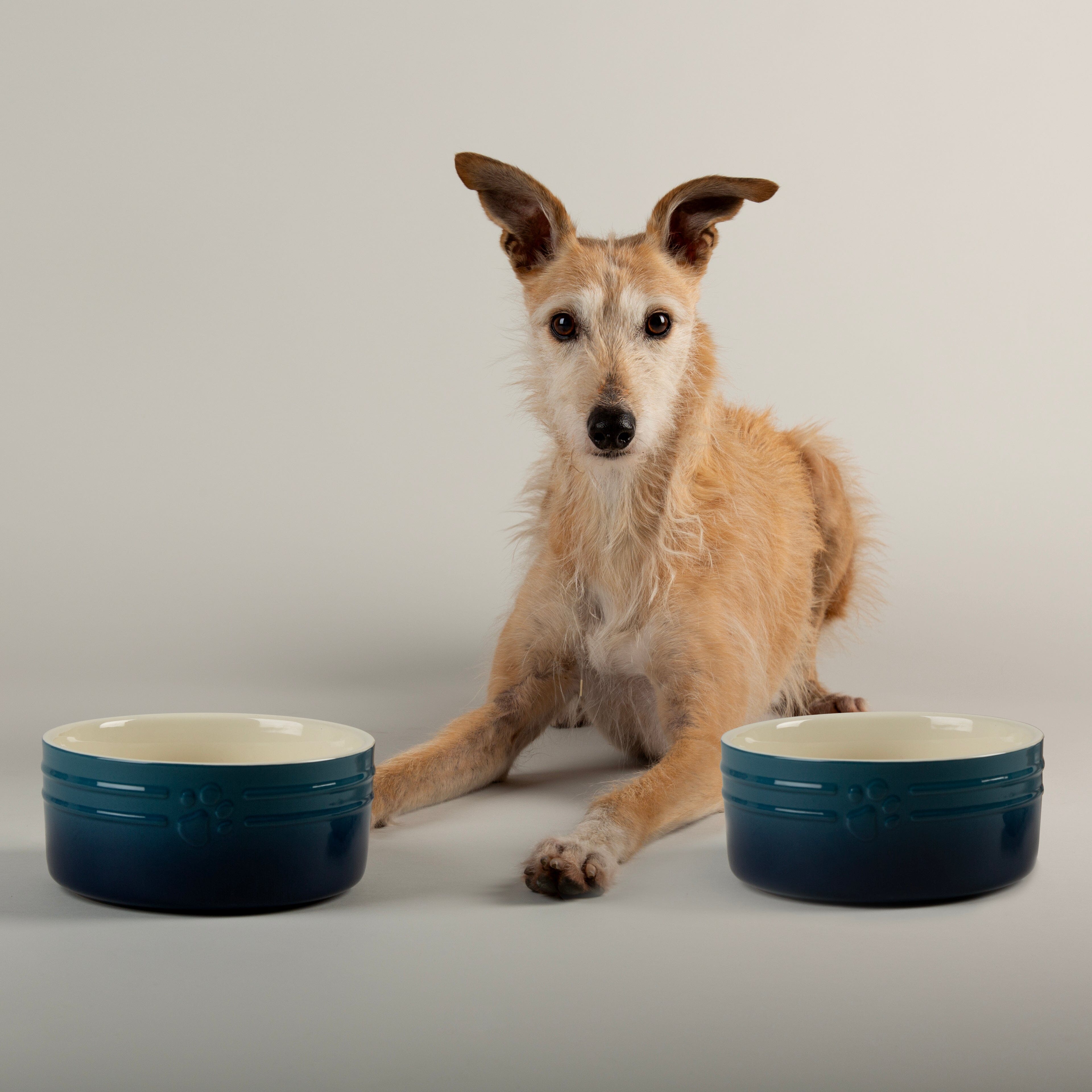 Ombre 2 Piece Dog Food & Water Bowl Set in Blue with lurcher dog sitting next to dog bowls