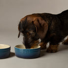 Ombre 2 Piece Dog Food & Water Bowl Set in Blue with dog eating from dog bowl