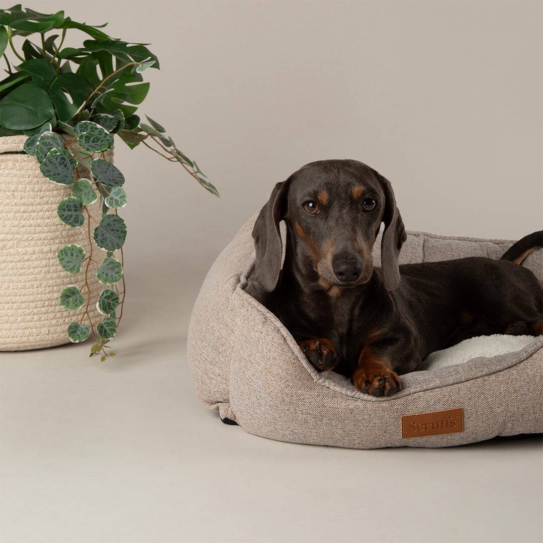 Harmony Box Bed - Tan Dog Beds Scruffs®