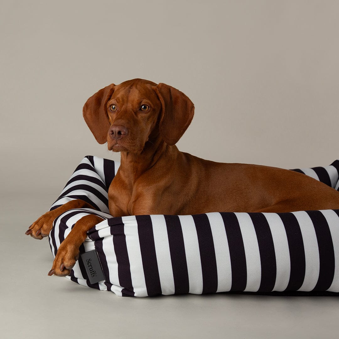 Amalfi Striped Box Bed - Black Dog Beds Scruffs®