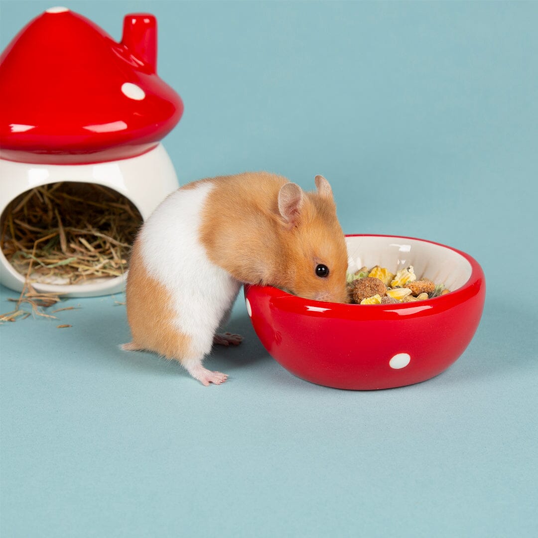 Small Animal Ceramic Set - Toadstool Pet Bowls, Feeders & Waterers Scruffs®