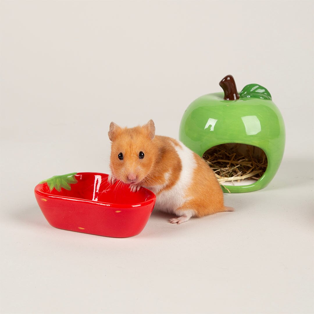 Small Animal Ceramic Set - Fruit Pet Bowls, Feeders & Waterers Scruffs®