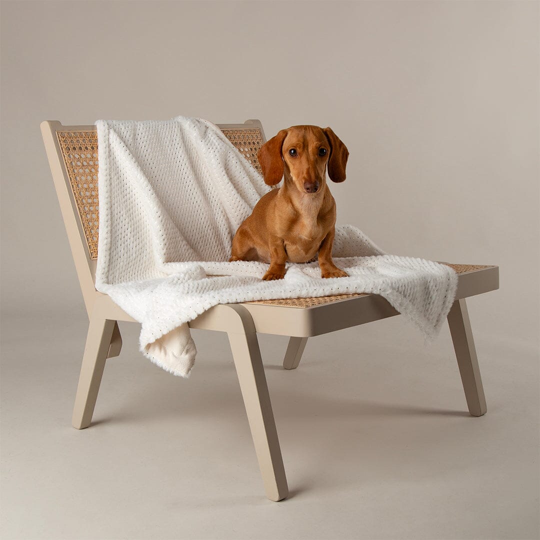 Starlight 'My First' Kitten & Puppy Blanket - Cream Dog Bed Scruffs®