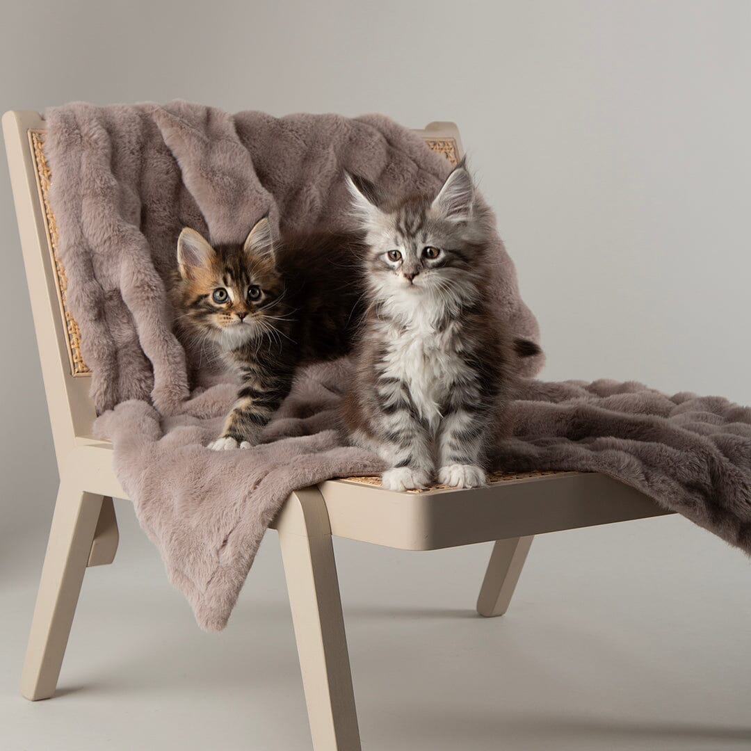 Clouds 'My First' Kitten & Puppy Blanket - Grey Dog Bed Scruffs®