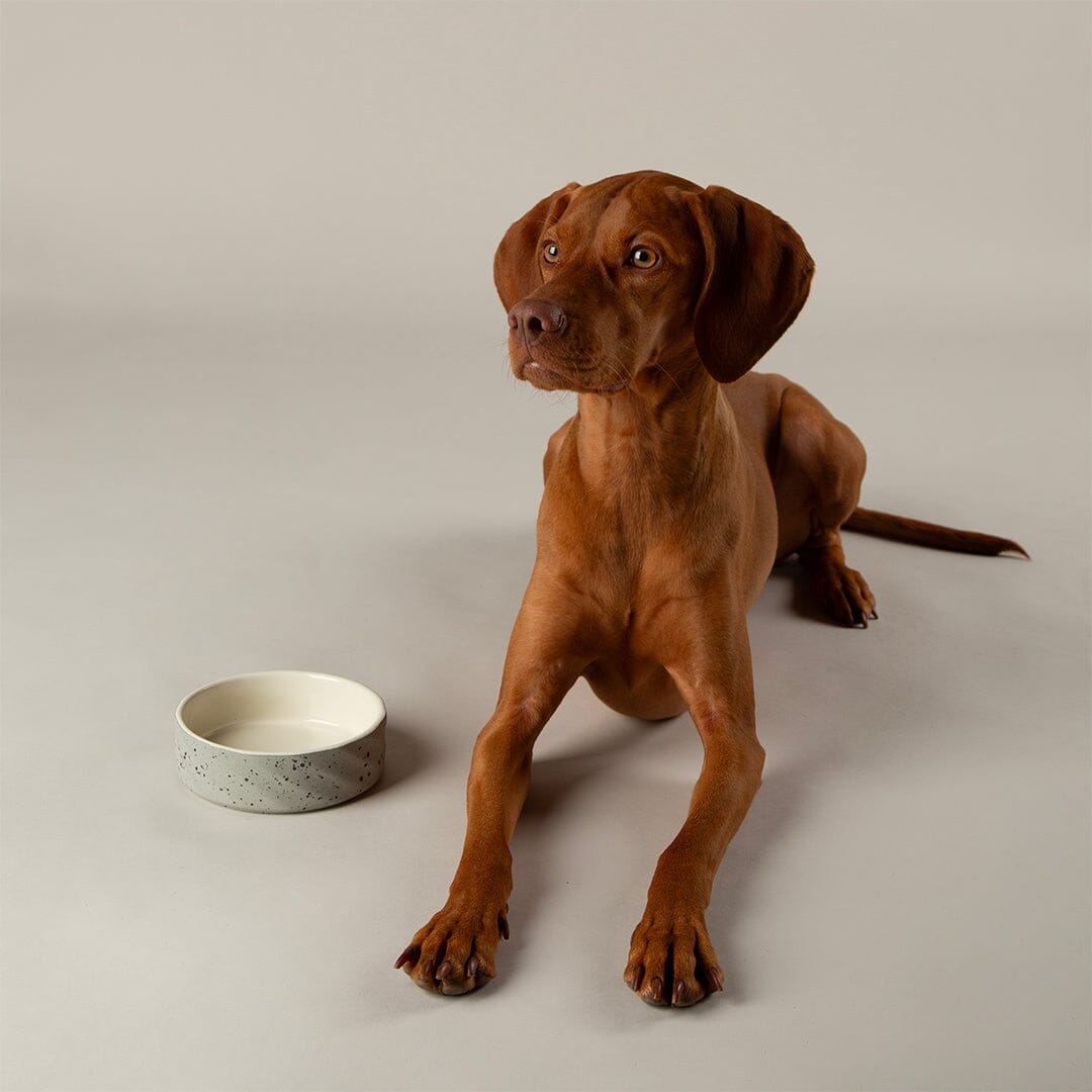Zen 2 Piece Dog Bowl Food & Water Bowl Set - Grey Pet Bowls, Feeders & Waterers Scruffs®