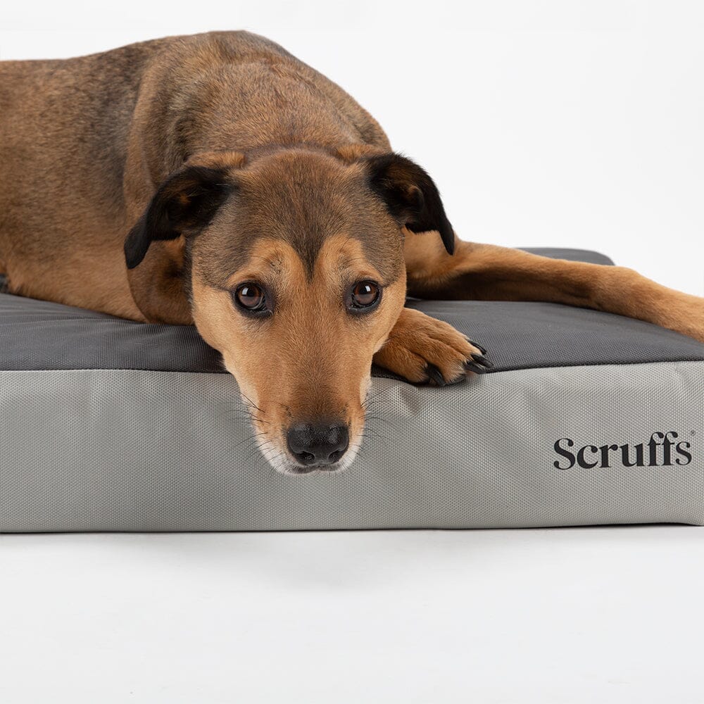 ArmourDillo Orthopaedic Dog Bed Dog Bed Scruffs®