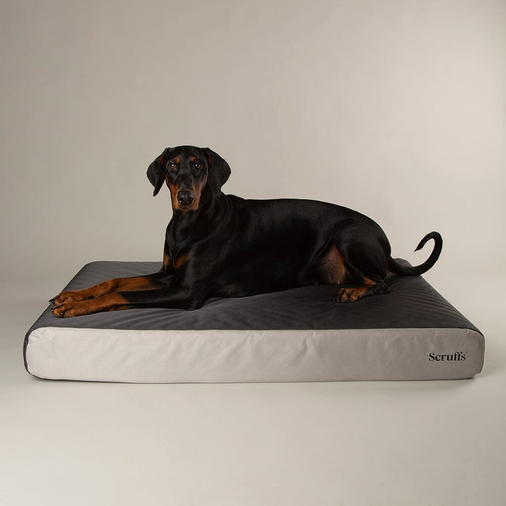 ArmourDillo Orthopaedic Dog Bed Dog Bed Scruffs®