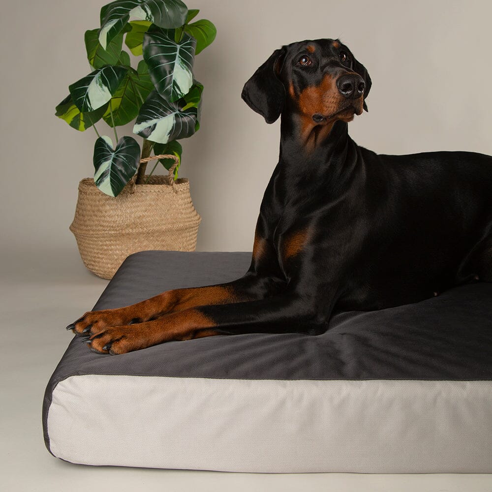 ArmourDillo Orthopaedic Dog Bed Dog Bed Scruffs®