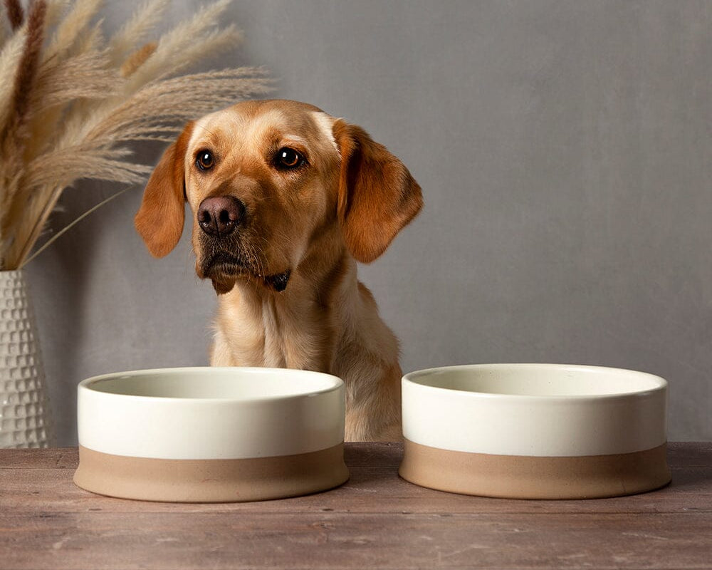 Scandi Dog Bowl Set in Cream - Ceramic Pet Bowl - Scruffs